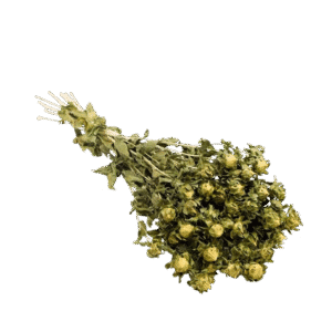 Dried Flowers - Carthamus Green