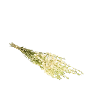 Dried Flowers - Delphinium White