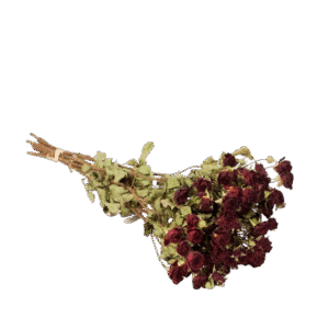 Dried Flowers - Spray Roses Natural Red