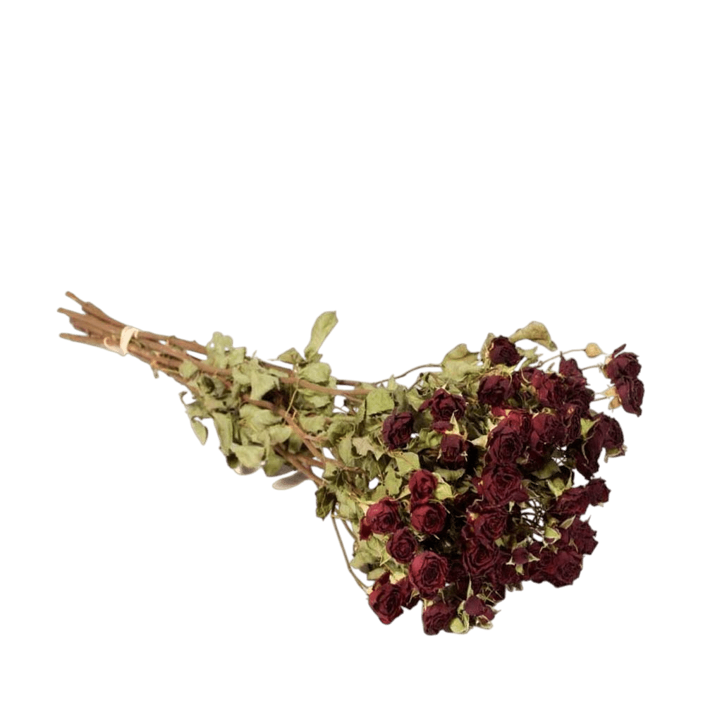 DF-ROSES-RD-Dried-Flowers-Spray-Roses-Natural-Red-resized-Photoroom.png