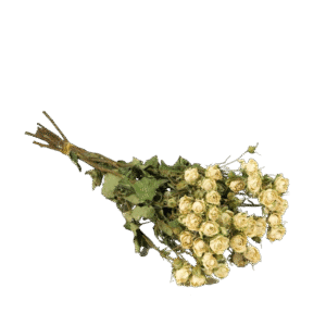 Dried Flowers - Spray Roses Natural White