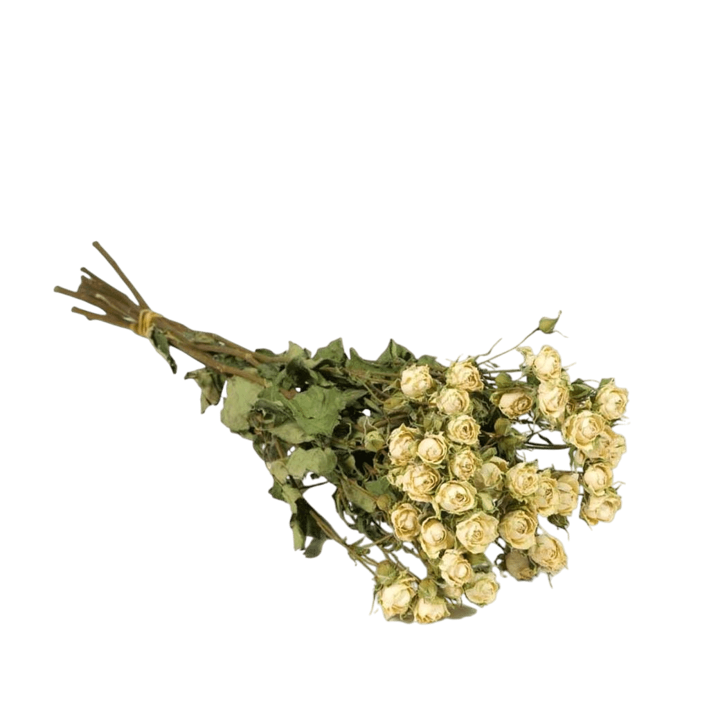DF-ROSES-WH-Dried-Flowers-Spray-Roses-Natural-White-resized-Photoroom.png