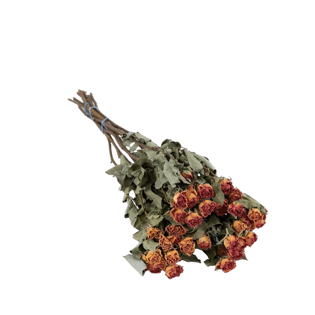 T00329D-Spray-Roses-Dried-Natural-Orange-Bunch-x-10-3-resized-Photoroom.png